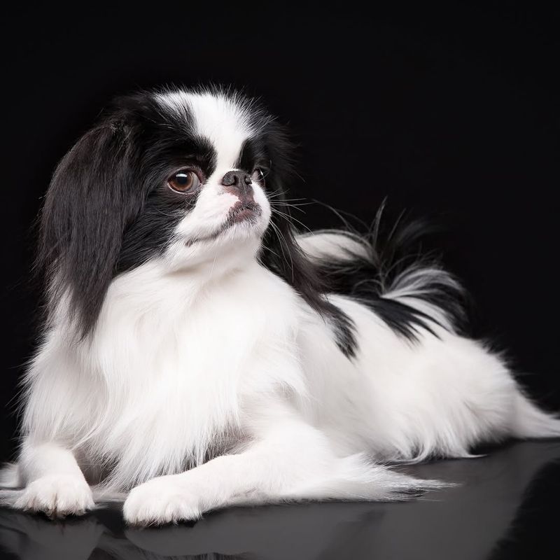 Japanese Chin