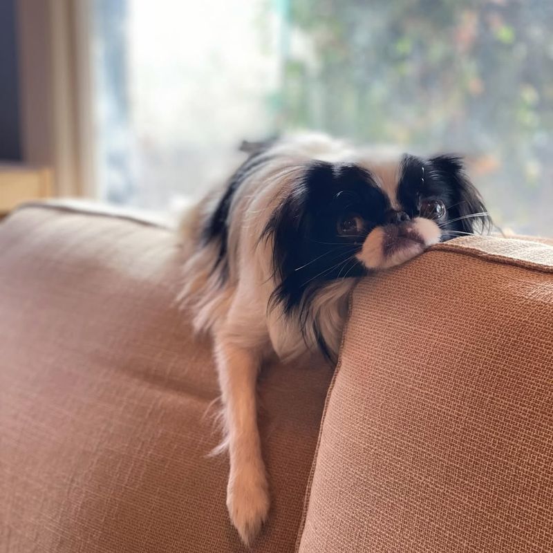 Japanese Chin