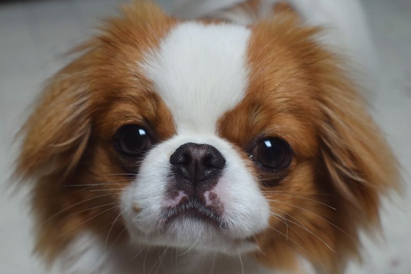 Japanese Chin