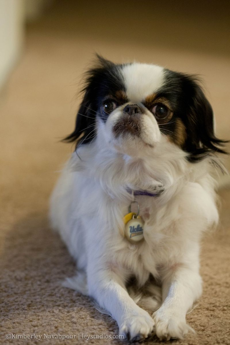 Japanese Chin