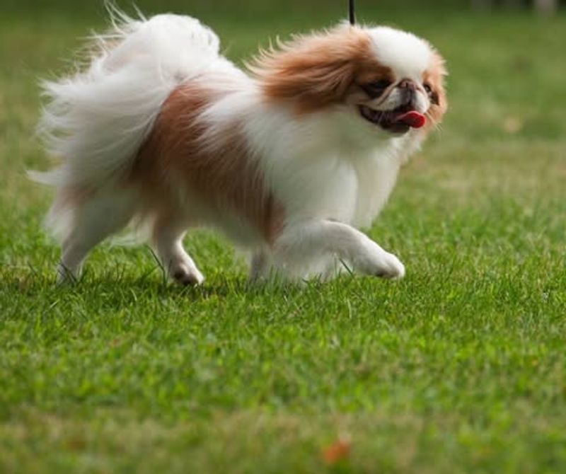 Japanese Chin