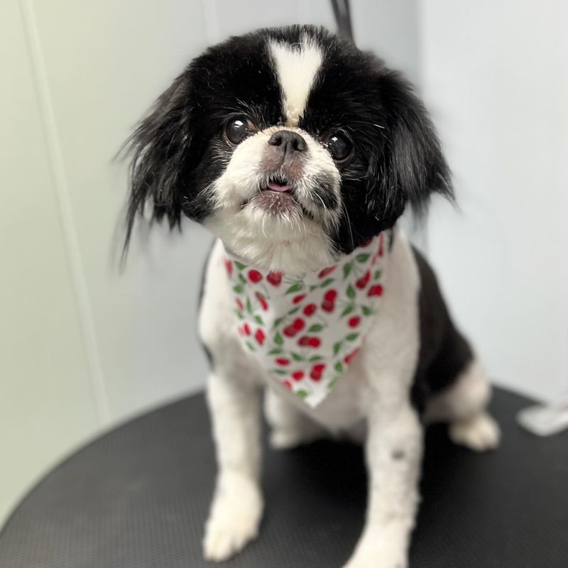 Japanese Chin