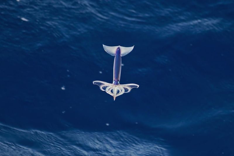 Japanese Flying Squid