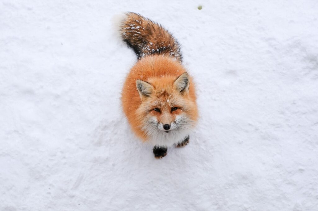 Japanese Fox