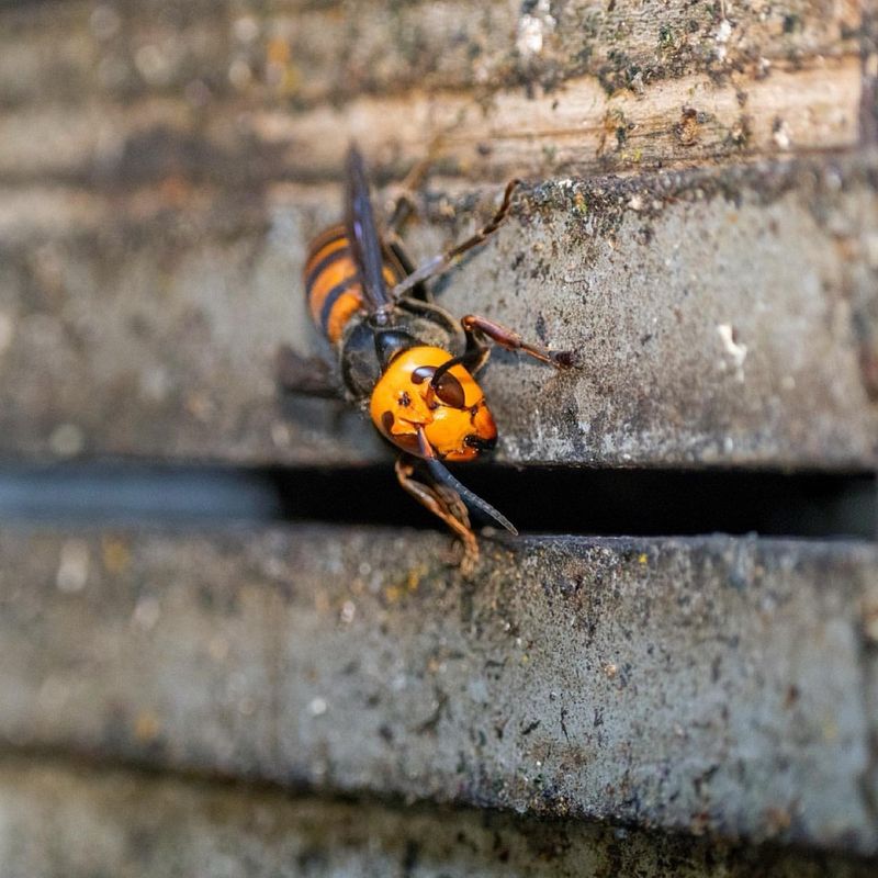 Japanese Giant Hornet