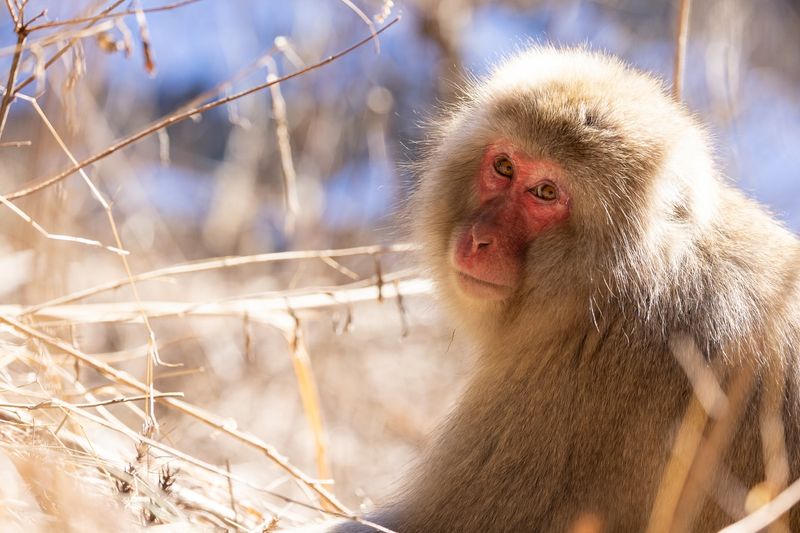 Japanese Macaque