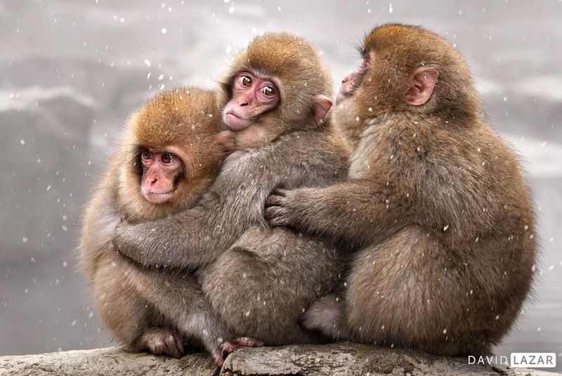 Japanese Macaques