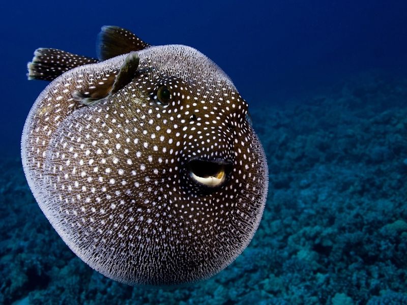 Japanese Pufferfish