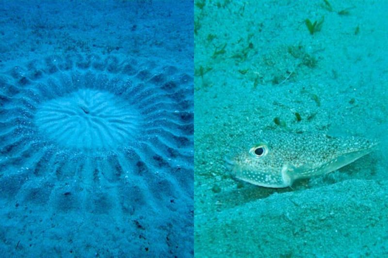 Japanese Pufferfish