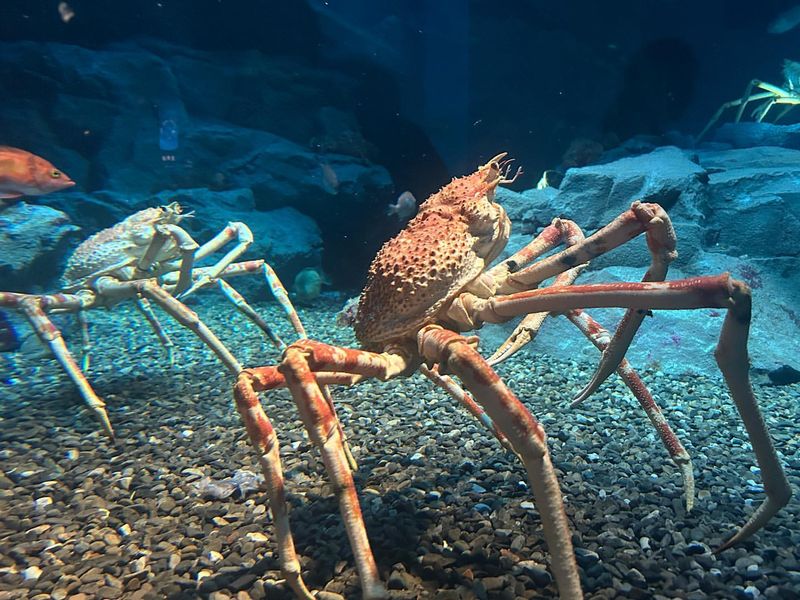 Japanese Spider Crab