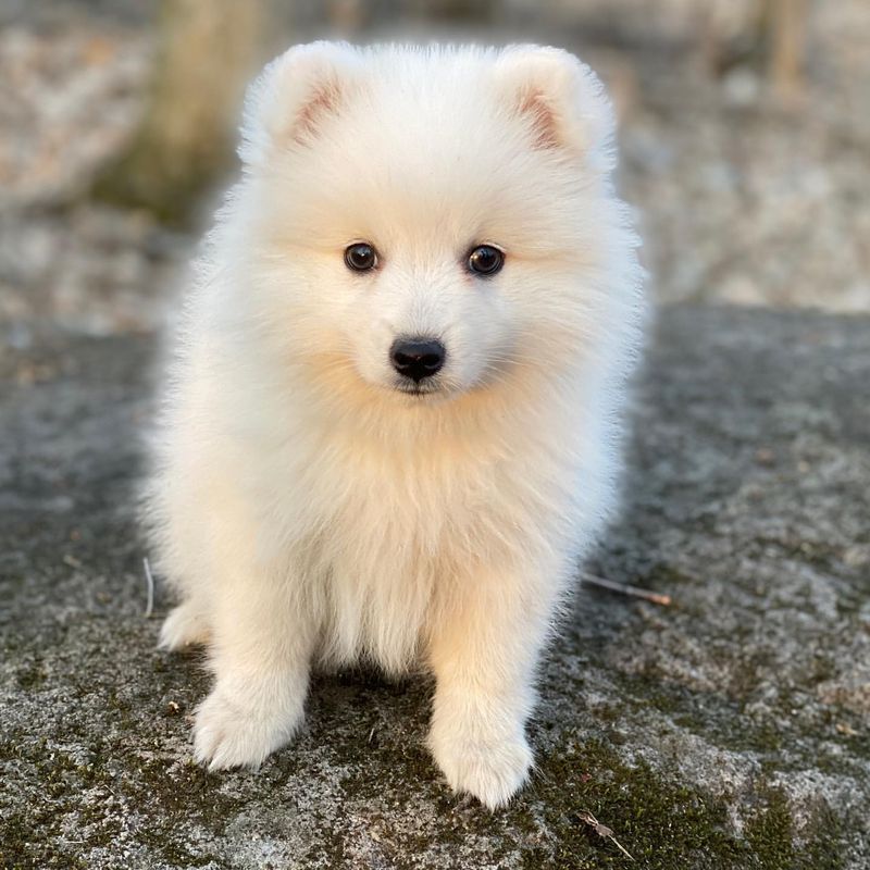 Japanese Spitz