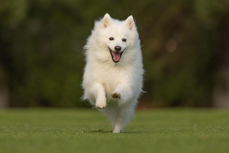 Japanese Spitz