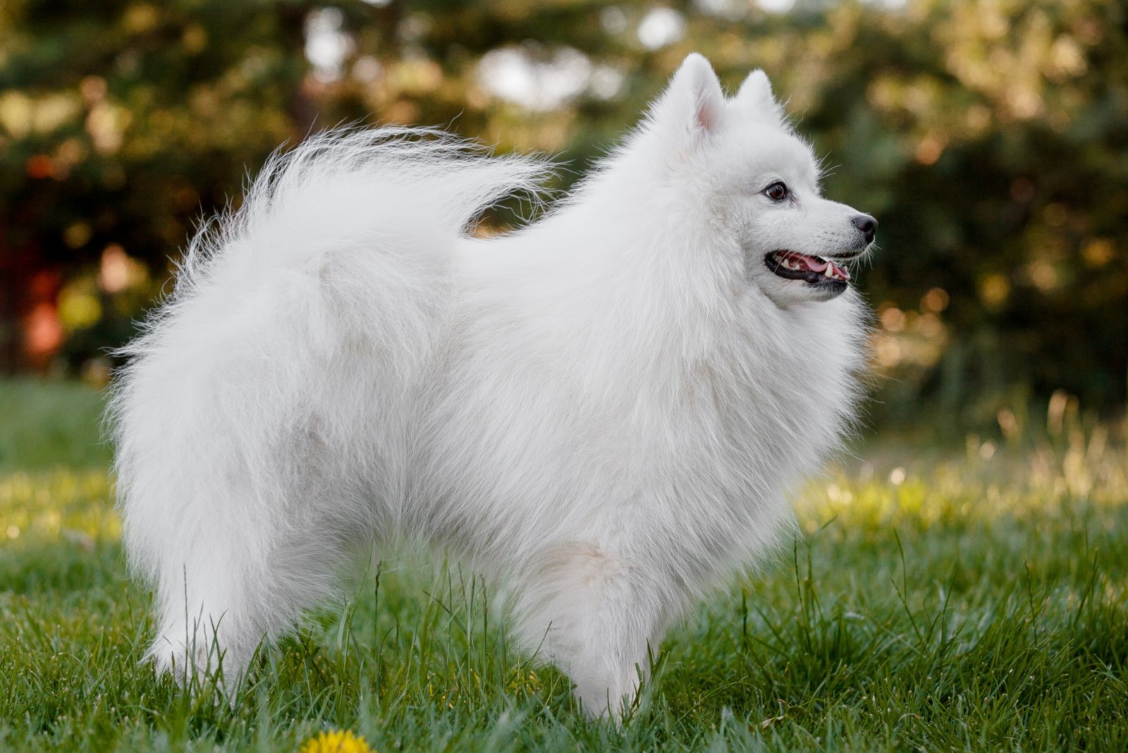 Japanese Spitz