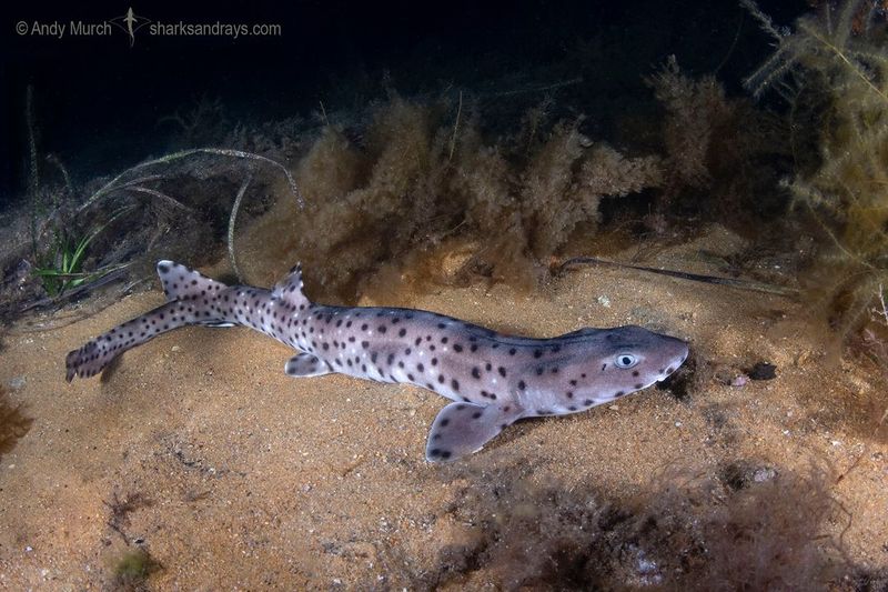 Japanese Wobbegong