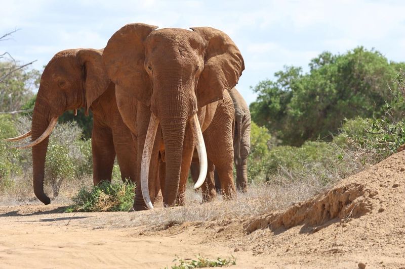 Javan Elephant