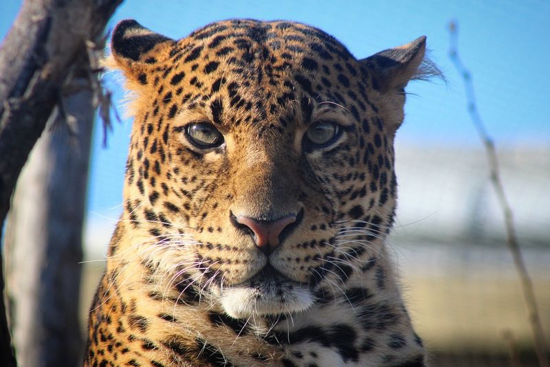 Javan Leopard