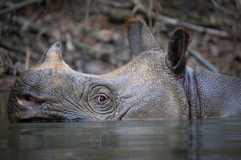 Javan Rhino