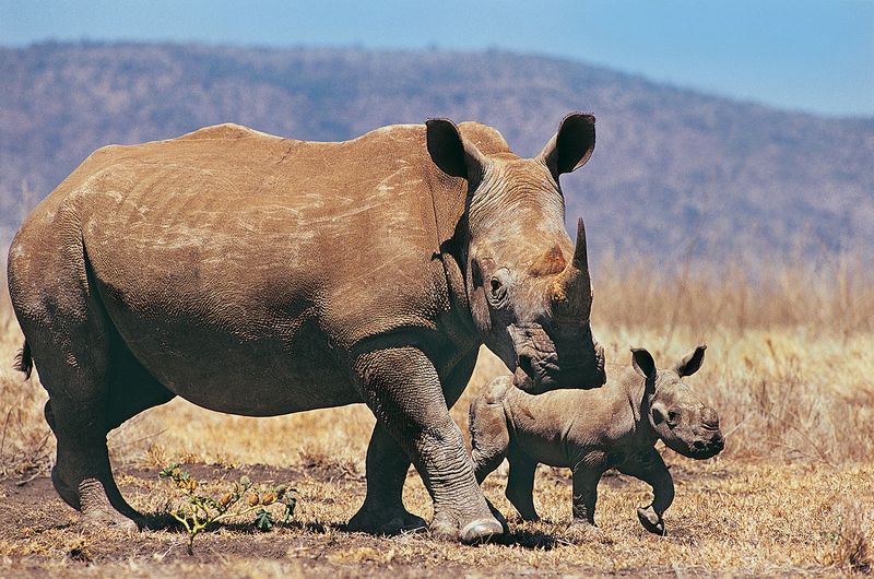 Javan Rhino