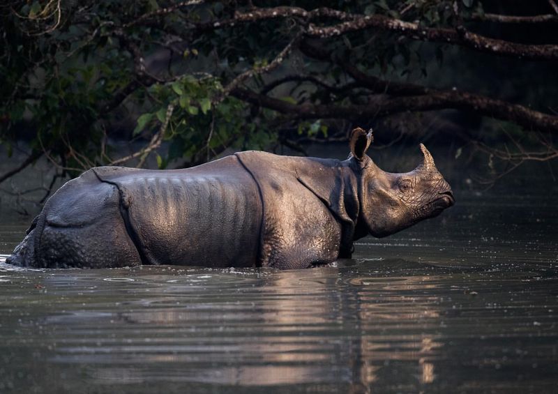 Javan Rhino