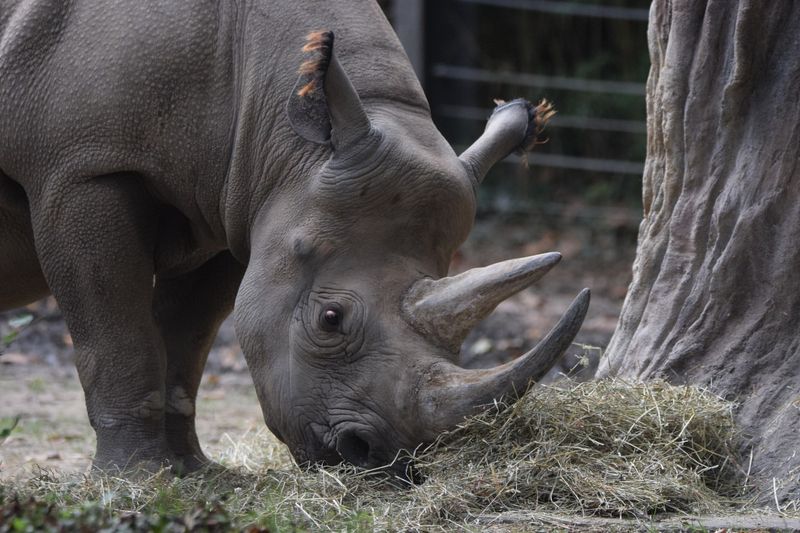 Javan Rhino