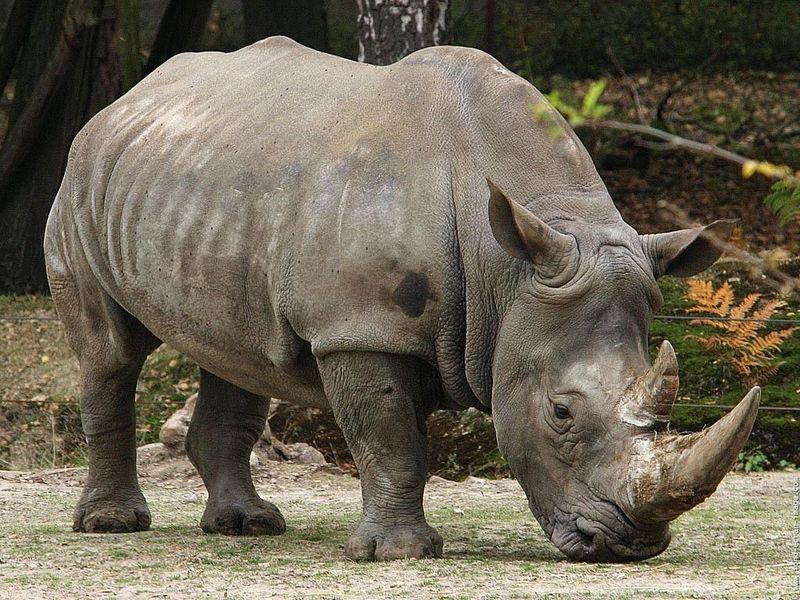 Javan Rhinoceros