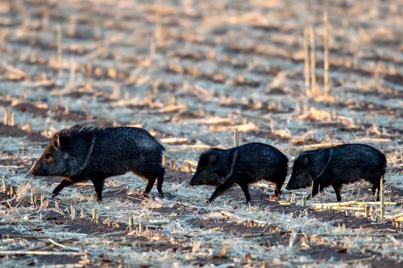 Javelina (Collared Peccary)