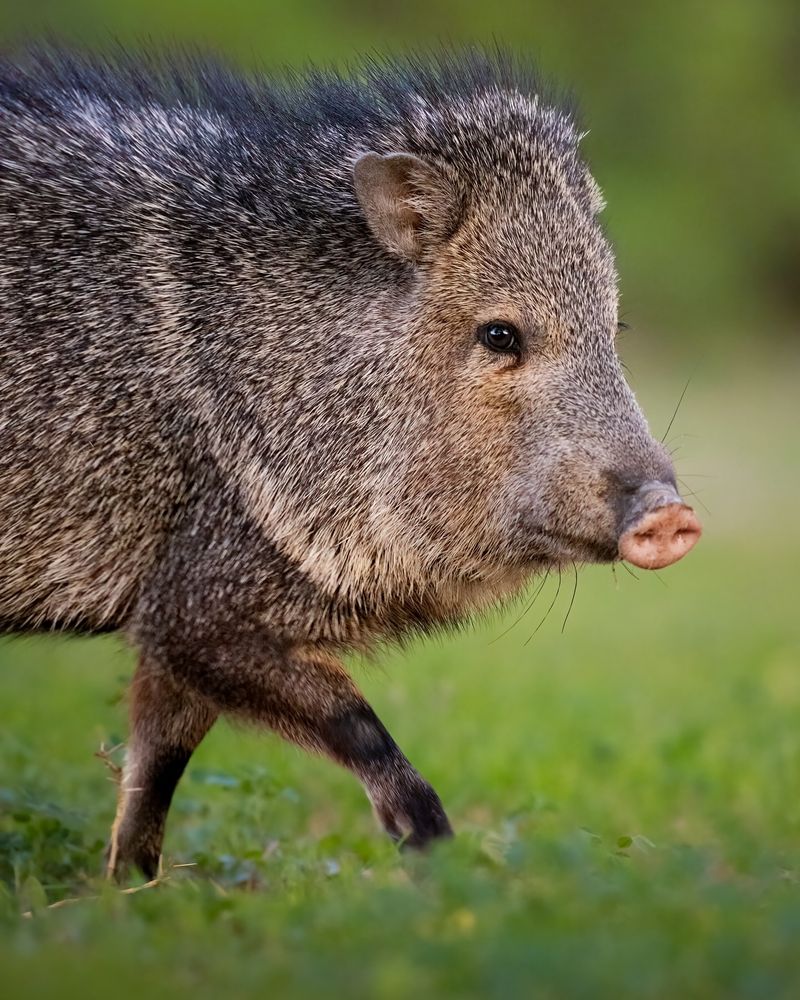 Javelina