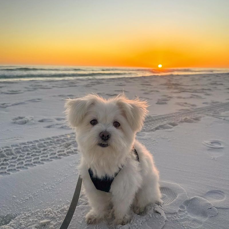 Jekyll Island Beaches (Georgia)