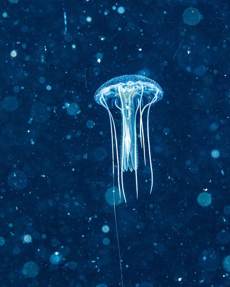 Jellyfish