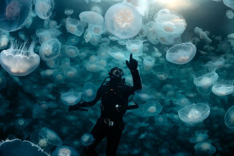 Jellyfish Bloom Phenomenon