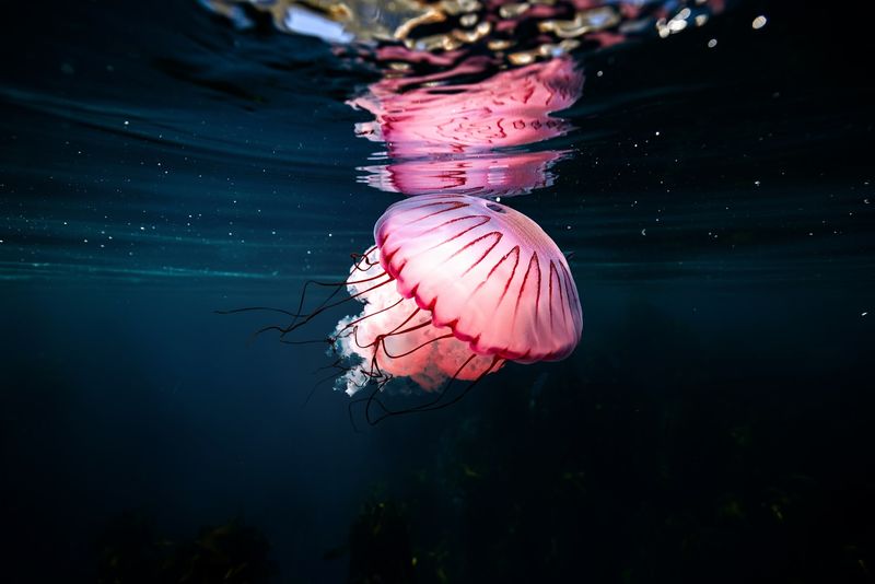 Jellyfish Conservation Efforts