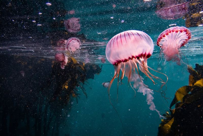 Jellyfish Research and Innovation