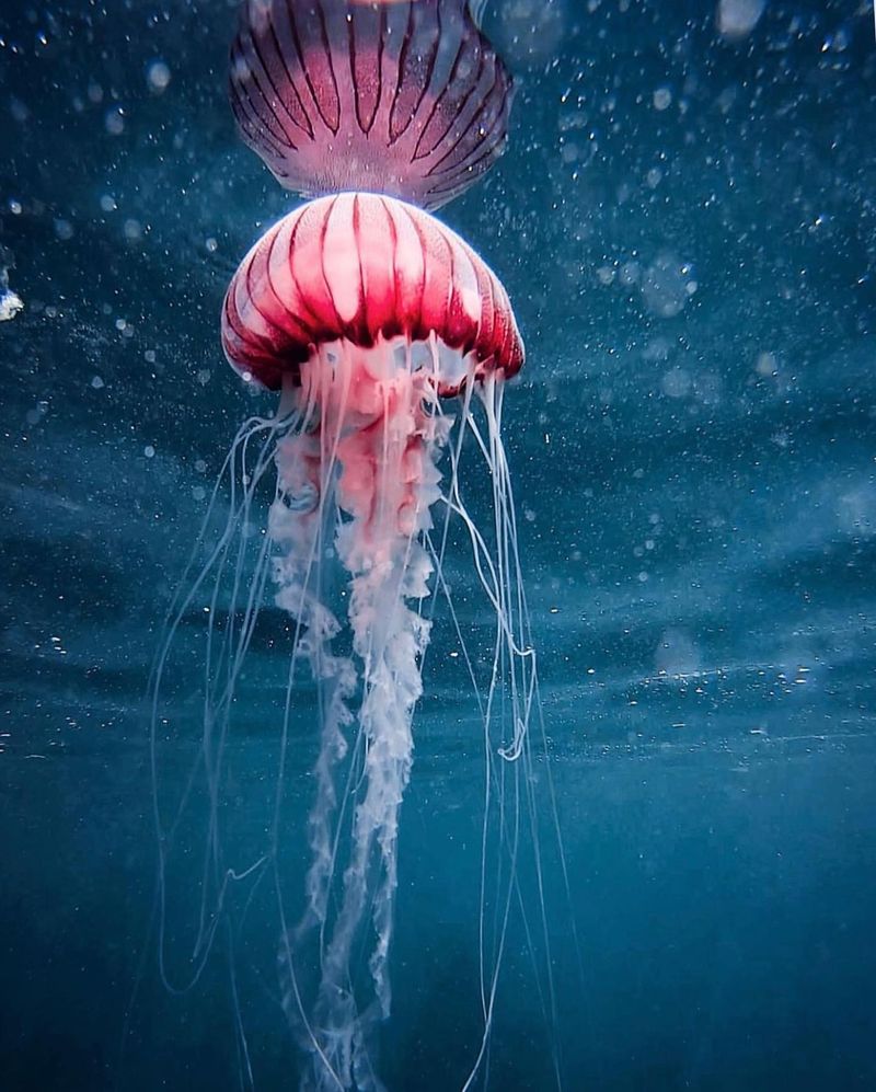 Jellyfish