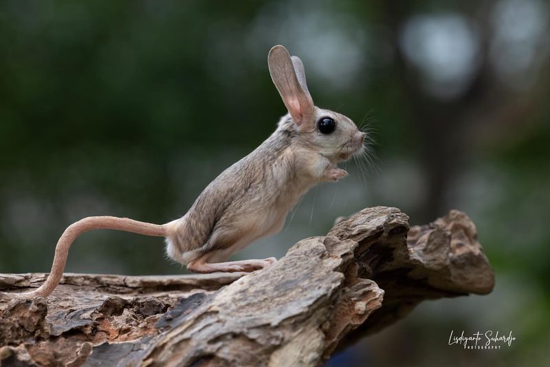 Jerboa