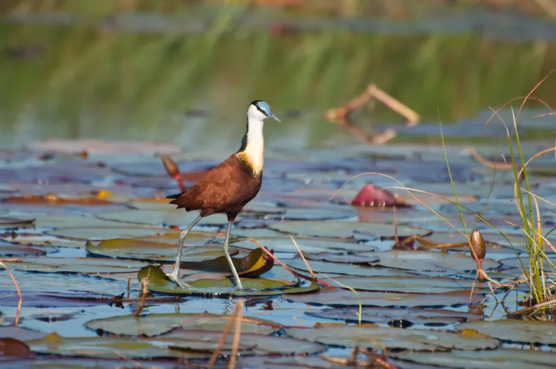 Jesus Christ Bird (Northern Jacana)