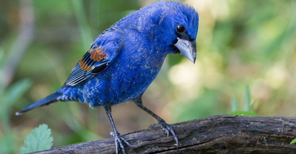 5 Types Of Grosbeak Birds You Should Know