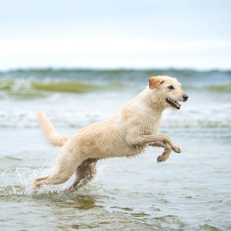 Jumping Up to Greet You