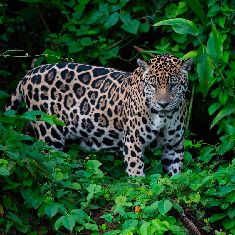 14 Fierce Facts About Jaguars