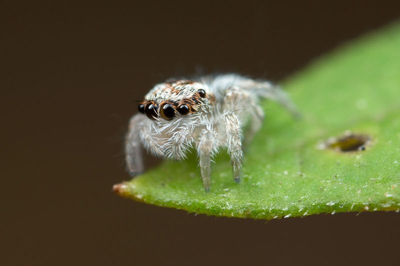 Juvenile Peacock Spider