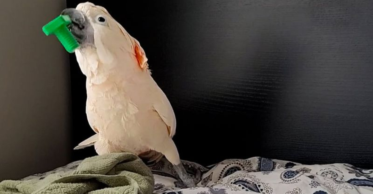 10 Signs Your Parrot Is Happy And Healthy