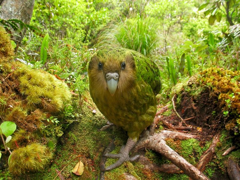 Kakapo