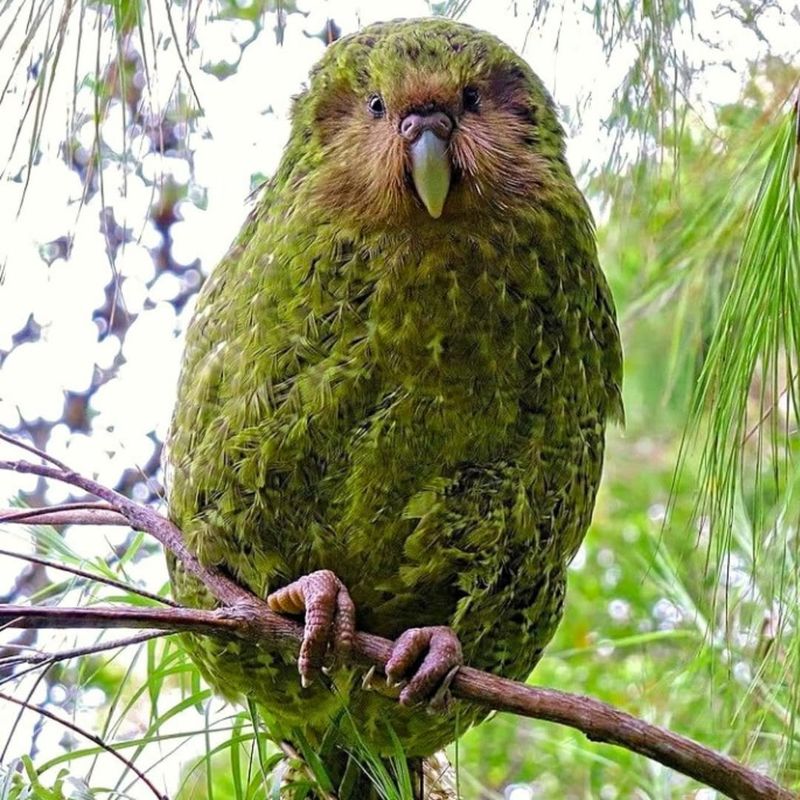 Kakapo