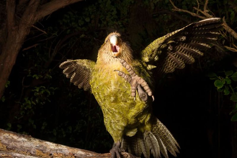 Kakapo