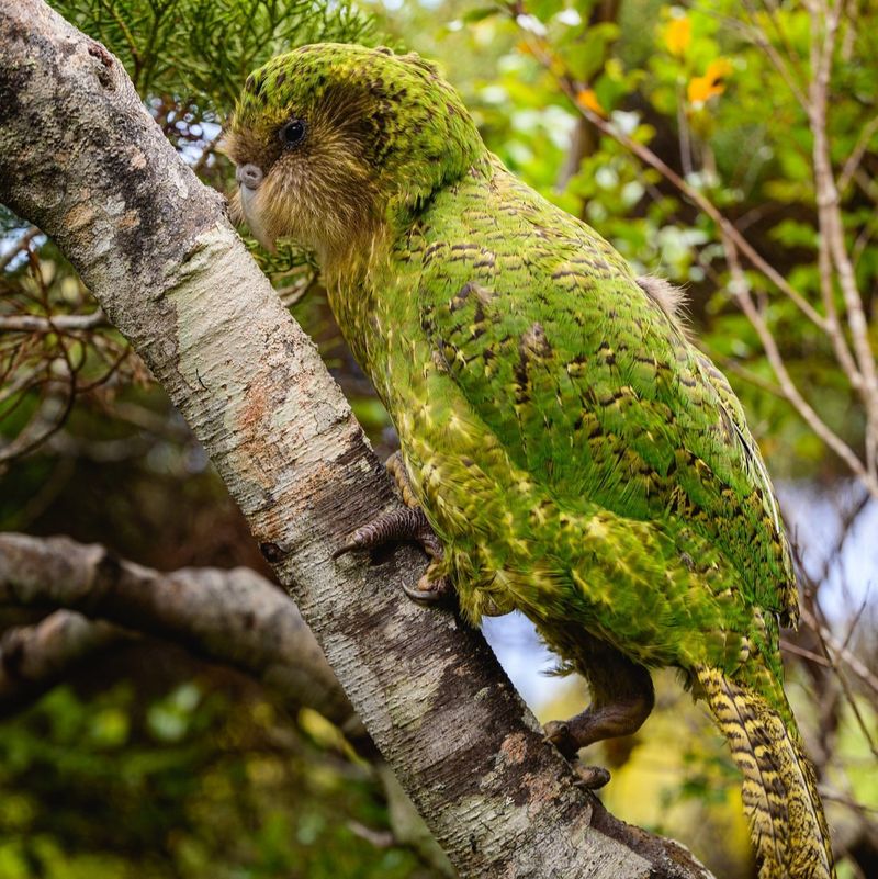 Kakapo