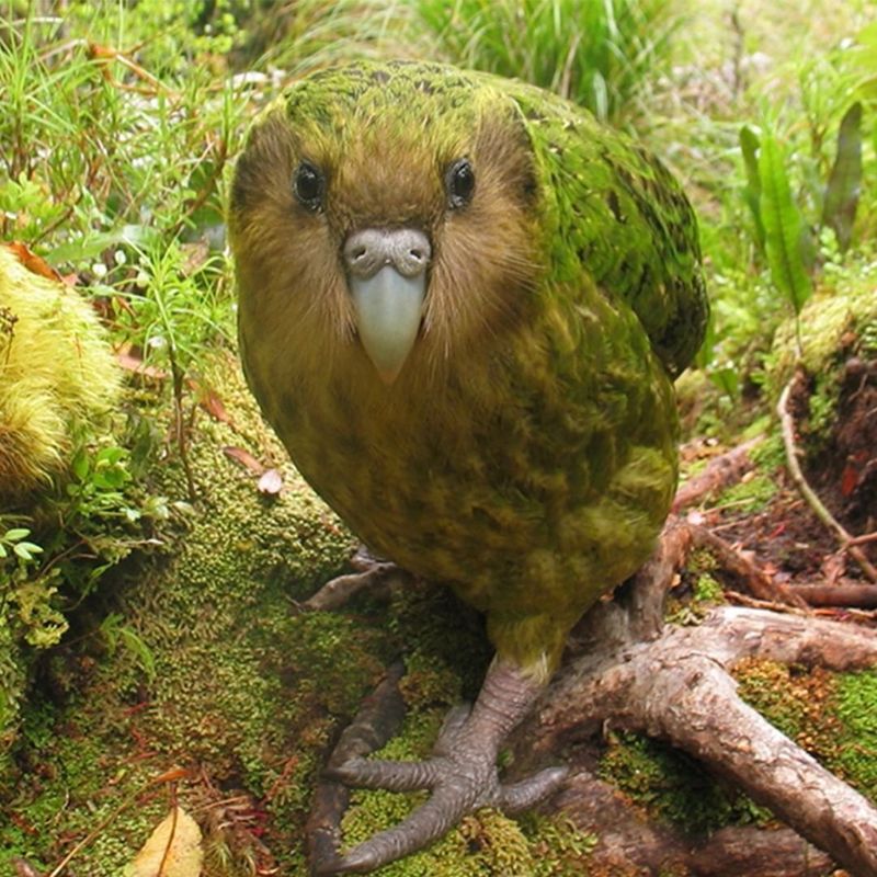 Kakapo