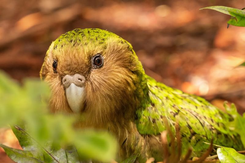 Kakapo Parrot