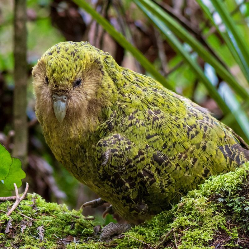 Kakapo