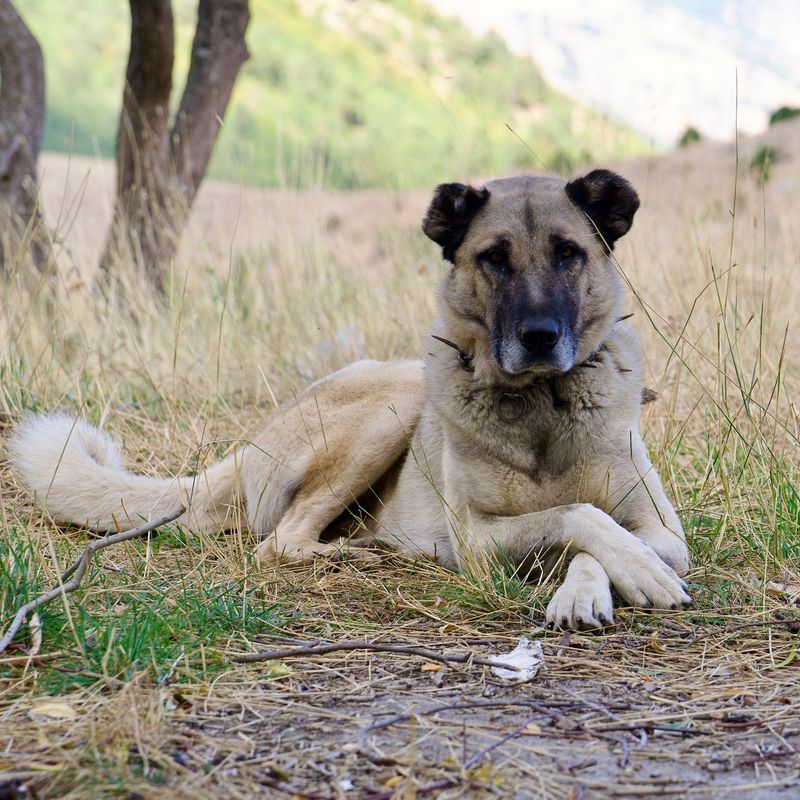 Kangal