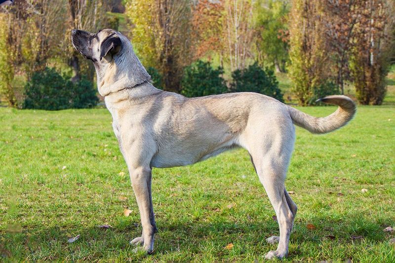 Kangal