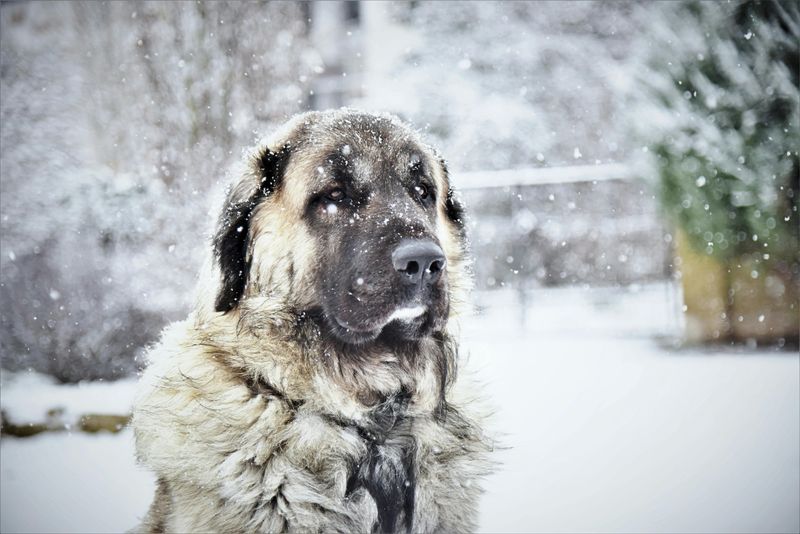 Kangal